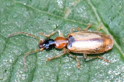 Demetrias atricapillus